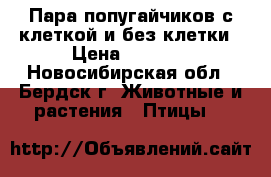 Пара попугайчиков с клеткой и без клетки › Цена ­ 3 000 - Новосибирская обл., Бердск г. Животные и растения » Птицы   